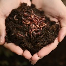 Vermi Compost